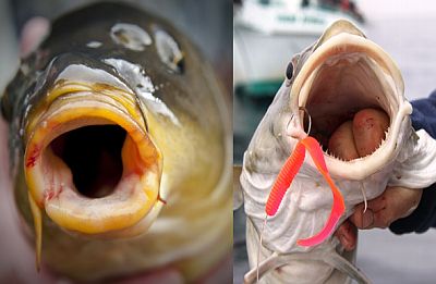 Carp vs Cod mouth
