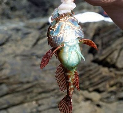 Long-spined Bullhead on wrong hook