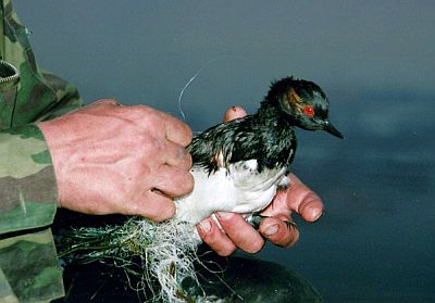 Bird stacked in fishing line